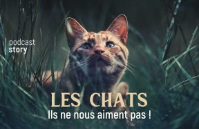 LES CHATS – ILS NE NOUS AIMENT PAS !